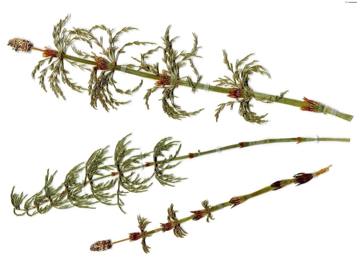 Equisetum sylvaticum (Equisetaceae)